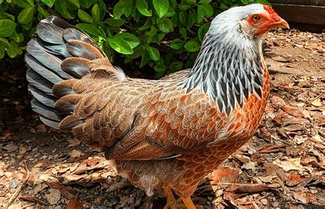  This breed was created by crossing the Prairie Bluebell Egger™ with a brown egg layer, the result is a chicken breed that lays high quantities of only green eggs. As with the Prairie Bluebell Egger™, the Starlight Green Egger™ is a lightweight and very active breed that is an excellent forager in free-range situations. 